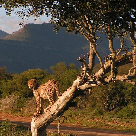 Samara Karoo Reserve Villa Graaff Reinet Bagian luar foto