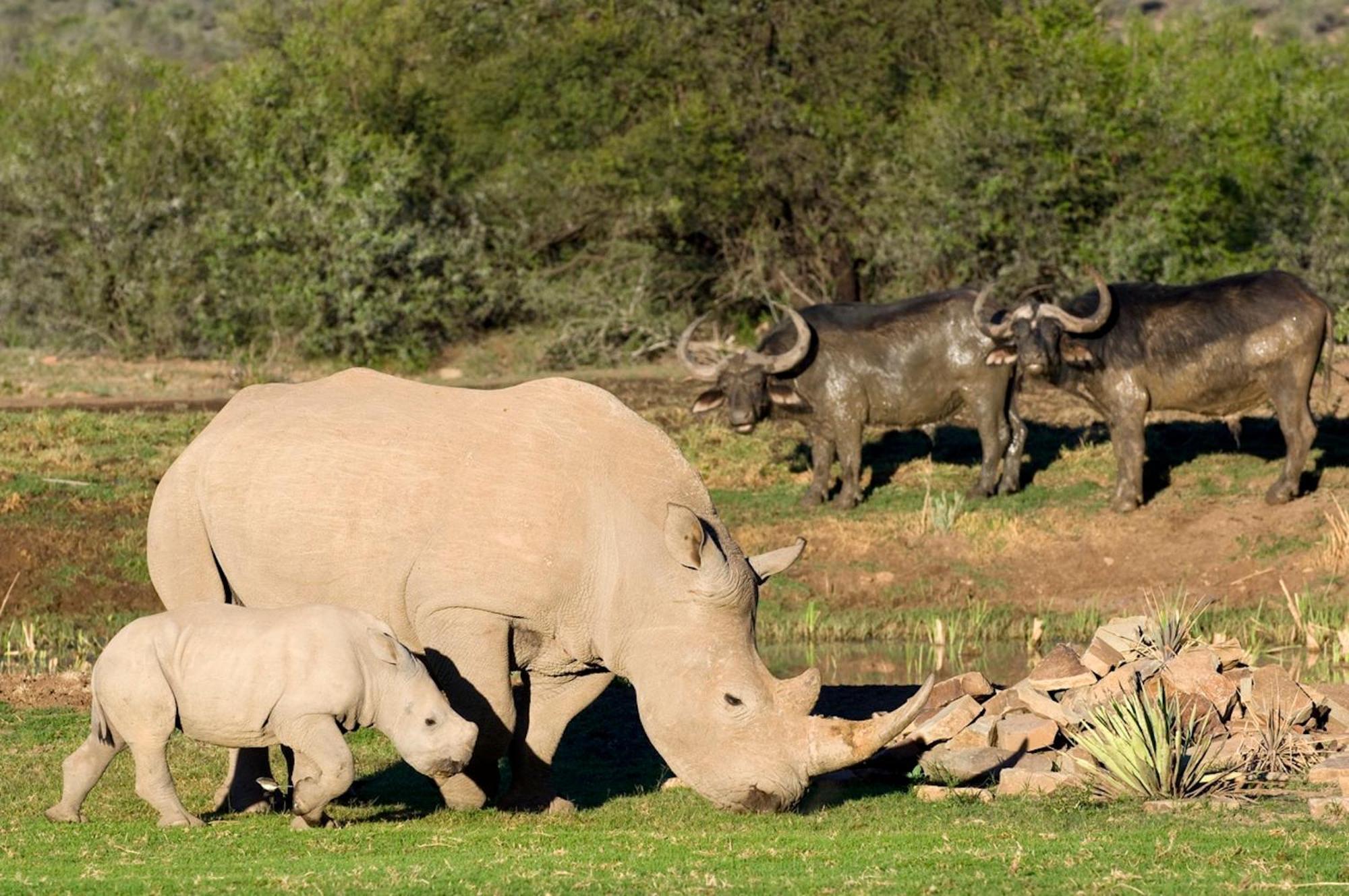 Samara Karoo Reserve Villa Graaff Reinet Bagian luar foto