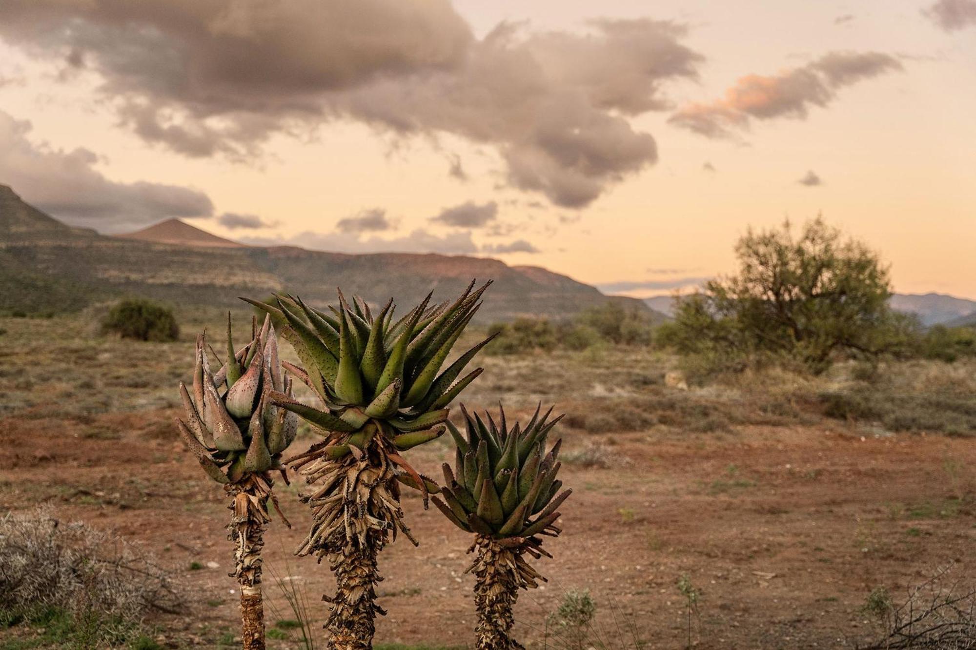 Samara Karoo Reserve Villa Graaff Reinet Bagian luar foto